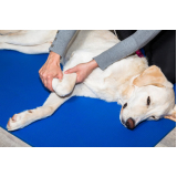 fisioterapia para cachorro Santa Lúcia