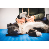 fisioterapia para cães valores Jardim Santa Cecília