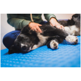 fisioterapia para cães Vila Jaci