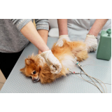 onde fazer exame de eletrocardiograma canino Vila Maria