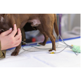 onde fazer exame de eletrocardiograma em cachorro Vila Bandeirantes