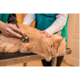 onde fazer exame de eletrocardiograma para gato Caçapava