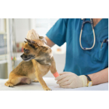onde fazer exames laboratoriais para cães Putim