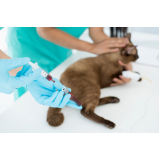 onde fazer exames laboratoriais para gatos Vila São Bento