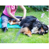 onde fazer fisioterapia canina Vila Bela Vista