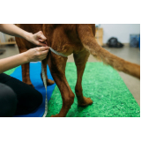 onde fazer fisioterapia em animais Putim