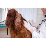 onde fazer ozonioterapia cachorro Boa Vista