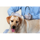 onde fazer ozonioterapia para cachorro Jardim Esplanada II