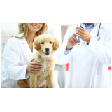 onde fazer ozonioterapia para cães Eugênio de Mello