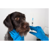 Ozonioterapia Cachorro