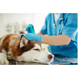 Ozonioterapia em Cachorro