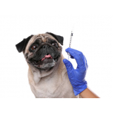 Ozonioterapia para Cachorro Caçapava