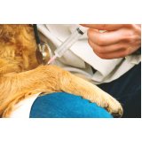 ozonioterapia em cachorro clínica Santa Mariana