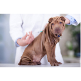 ozonioterapia em cães clínica Caçapava