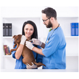 ozonioterapia em cães idosos clínica Jardim Castanheira