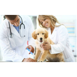 ozonioterapia em cães idosos Vila Rica