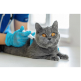 ozonioterapia em gatos clínica Santa Luzia