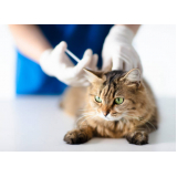 ozonioterapia em gatos Borda da Mata