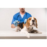 ozonioterapia para animais clínica Vila Iracema