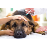 ozonioterapia para cães clínica Tijuco Preto