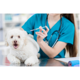 ozonioterapia para cães idosos clínica Centro