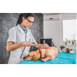 ozonioterapia para cães idosos Tijuco Preto