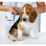 ozonioterapia para cães Vila Santa Rita