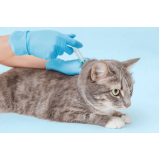 ozonioterapia para gatos clínica Vila Independência