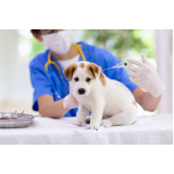 Vacina para Animais