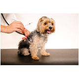vacina antirrábica para cachorro clínica Santa Mônica