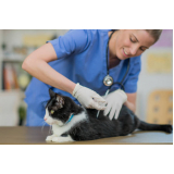 vacina antirrábica para gato Vila Jaci