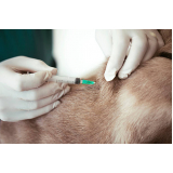 vacina contra raiva para cachorro clínica Vila Tesouro