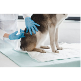 vacina de giárdia para cães clínica Vila Jaci
