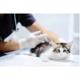 vacina de raiva para gatos clínica Vera Cruz
