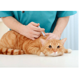 vacina de raiva para gatos Vila Tesouro