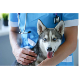 Vacina para Cachorros Caçapava