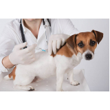 vacina para cachorros clínica Cidade Vista Verde