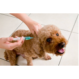 vacina para cachorros Vila Araújo