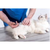 vacina v4 para gatos clínica Piedade