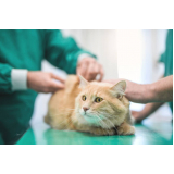 vacina v4 para gatos Recanto dos Eucaliptos