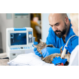 valor de exame de ultrassom de gato Caçapava