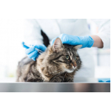 valor de vacina antirrábica para gato Vila Sanches