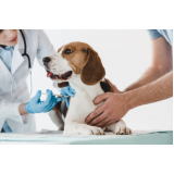 valor de vacina de giárdia para cães Jardim Três José