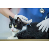 valor de vacina de raiva para gatos Jardim Bela Vista