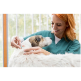 valor de vacina para gato filhote Terras do vale