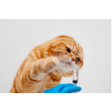 valor de vacina v4 para gatos Vila Maria