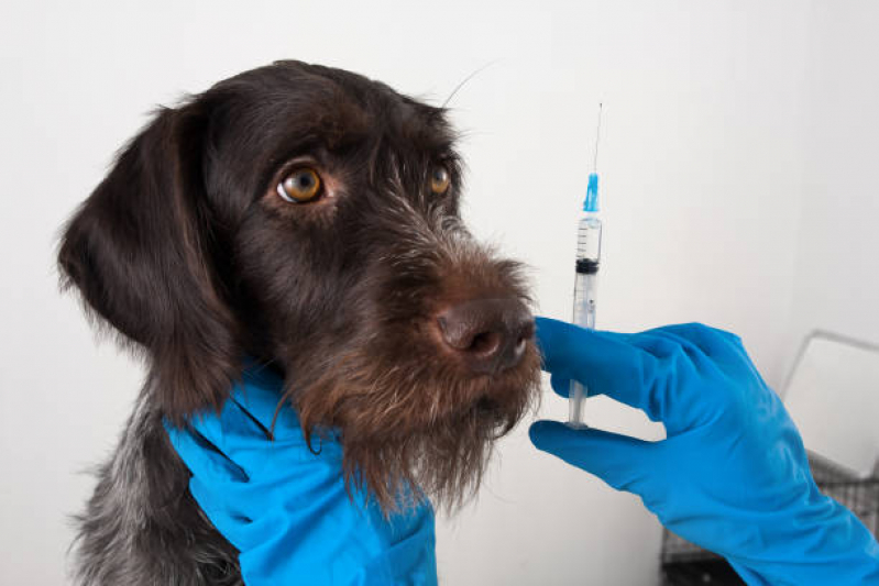 Vacina Antirrábica para Cachorro Jardim Valparaíba - Vacina para Cachorros São José dos Campos