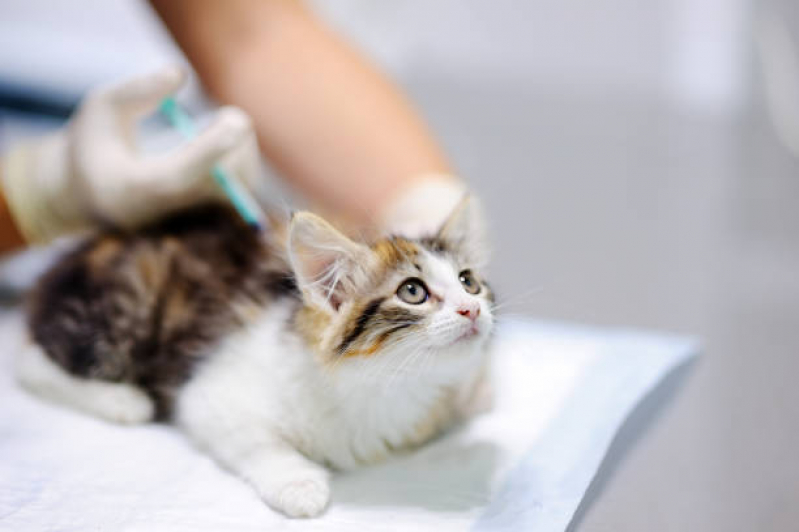Vacina Antirrábica para Gato Clínica Vila Tesouro - Vacina de Raiva para Gatos