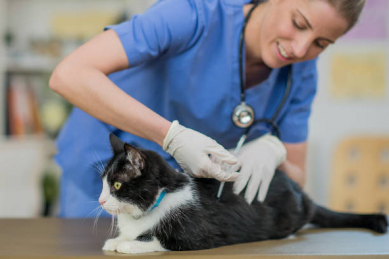Vacina Antirrábica para Gato Putim - Vacina Antirrábica para Gato