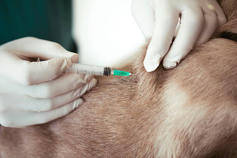 Vacina contra Raiva para Cachorro Clínica Santa Mônica - Vacina contra Raiva para Cachorro